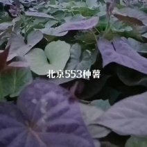 北京553原原种苗，试管脱毒原原种级，种苗