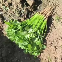 云南香菜