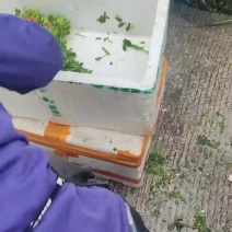 西洋菜基地批发价格，需要联系私信我