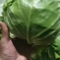 精品甘蓝，大量上市，产地一手货源，诚信经营，欢迎电话联系