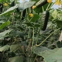 玛莎小黄瓜