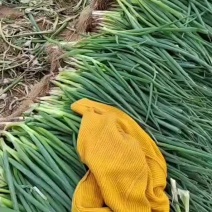 电商小葱，市场批发，加工厂，朵葱，分葱，叉子葱，