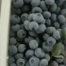 浆果蓝莓