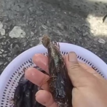 土布鱼，木乃乃，沙唐鳢，呆子鱼，笋壳鱼