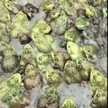 牛蛙批发。牛蛙加工