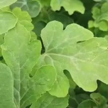 新鲜西瓜苗，东昌府区当地种植，优质品种，欢迎选购！