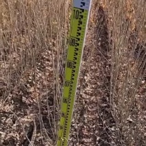 水蜡篱苗60-1米高工程绿篱优质多分枝