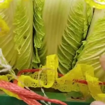 冷库黄心菜