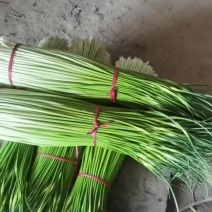 江苏丰县陆地蒜苔红根蒜苗