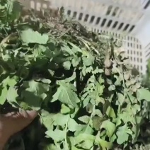 野生荠菜去根去干叶去黄叶，加冰保鲜发货，产地直发一手货源