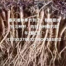 甘肃肉独活种苗大量上市中，自产自销，欢迎大家选购！