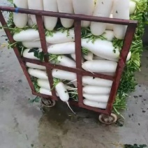 精品萝卜