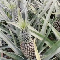 云南香水菠萝