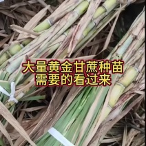 黄金甘蔗种苗支持全国各地发货1万条起批