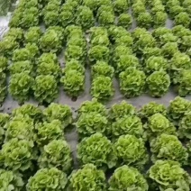 生菜，意大利生菜