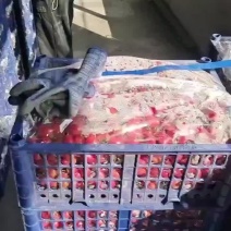 盘锦小柿子各种品种大量有货