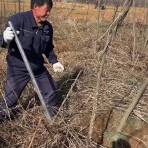 合欢树苗规格齐全基地直发提供发票