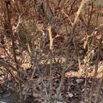 紫叶小檗绿篱40-60高工程苗
