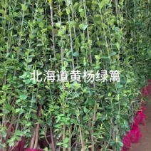 基地直供北海道黄杨绿篱耐修剪叶片密实不脱脚规格全价格实惠