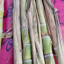 黄金甘蔗种苗，大量上市，全国发货，欢迎进店沟通