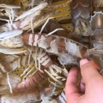皮皮虾（糕虾）