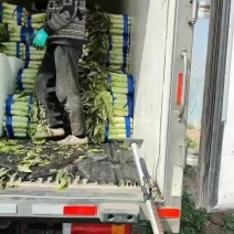 莴笋大量上市，货源充足，质量保证，欢迎客户前来选购。