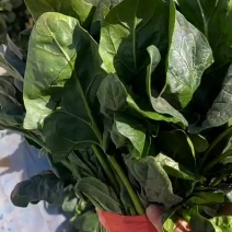 精品基地大叶菠菜，叶绿，工人手工一级棒，代发全国市场