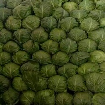 河南甘蓝，精品甘蓝，基地货，质量好，包球紧，欢迎合作