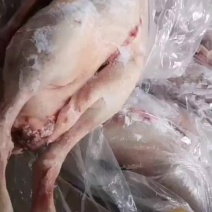 白羽白条鹅，心肝鹅价格非常便宜。现货20吨