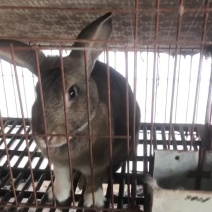 比利时种兔公羊兔新西兰欢迎大家前来咨询洽谈