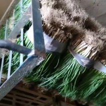 四季小葱大量有货毛毛钱需要的订购