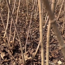 大叶丁香60-1米绿篱工程苗