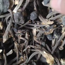 云南基地直供黑皮鸡枞