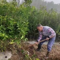 【枳壳苗】自家苗圃一手价格品种纯正包售后全国能发生长快