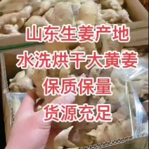 山东精品大黄姜，小黄姜，姜巴，姜种大量现货，品质保证。