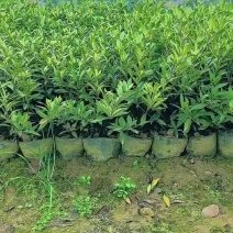 苗圃直供小叶栀子花杯苗耐修剪易成活四季常绿花朵清香价实惠