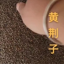 黄荆子【黄荆籽】【产地直销·量大从优】