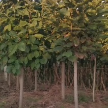 玉兰树