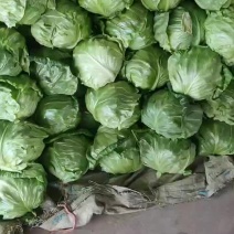 山东精品甘蓝大头菜大量上市产地一手货源欢迎咨询
