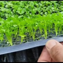 芹菜苗子，芸豆
