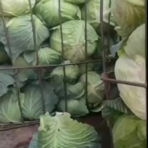 精品包菜大量有货，价格便宜