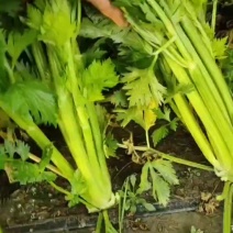 西芹进入降价模式