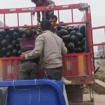 黑皮地冬瓜