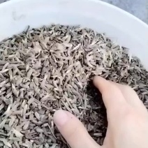 浙白术籽新货1000斤左右