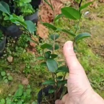 香茶花小苗