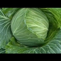 连花白大量上市