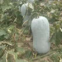 海南白皮冬瓜