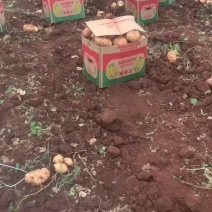 广东凉薯产地常年大量供应凉薯（白地瓜、豆薯）量大从优