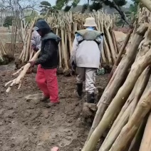 占地紫薇，占地海棠，占地红叶李基地直发，规格齐全