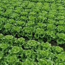 生菜